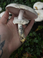 Load image into Gallery viewer, Amanita size 9